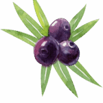 Acai Berries 2